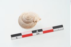 Foto von Schneckengehäuse (NHMW-PRAE-002237c)